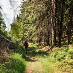 Wanderung entlang des Griffelpfades bei Steinach